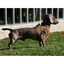 Nayeco X-TRM Neo Verde arnés para perros, , large indicador imagen numero 3